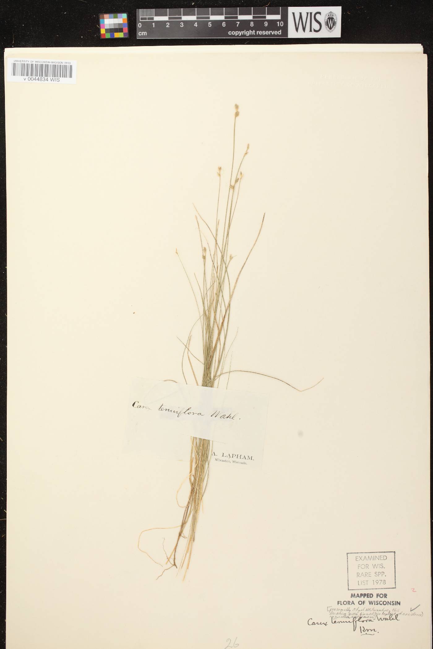 Carex tenuiflora image