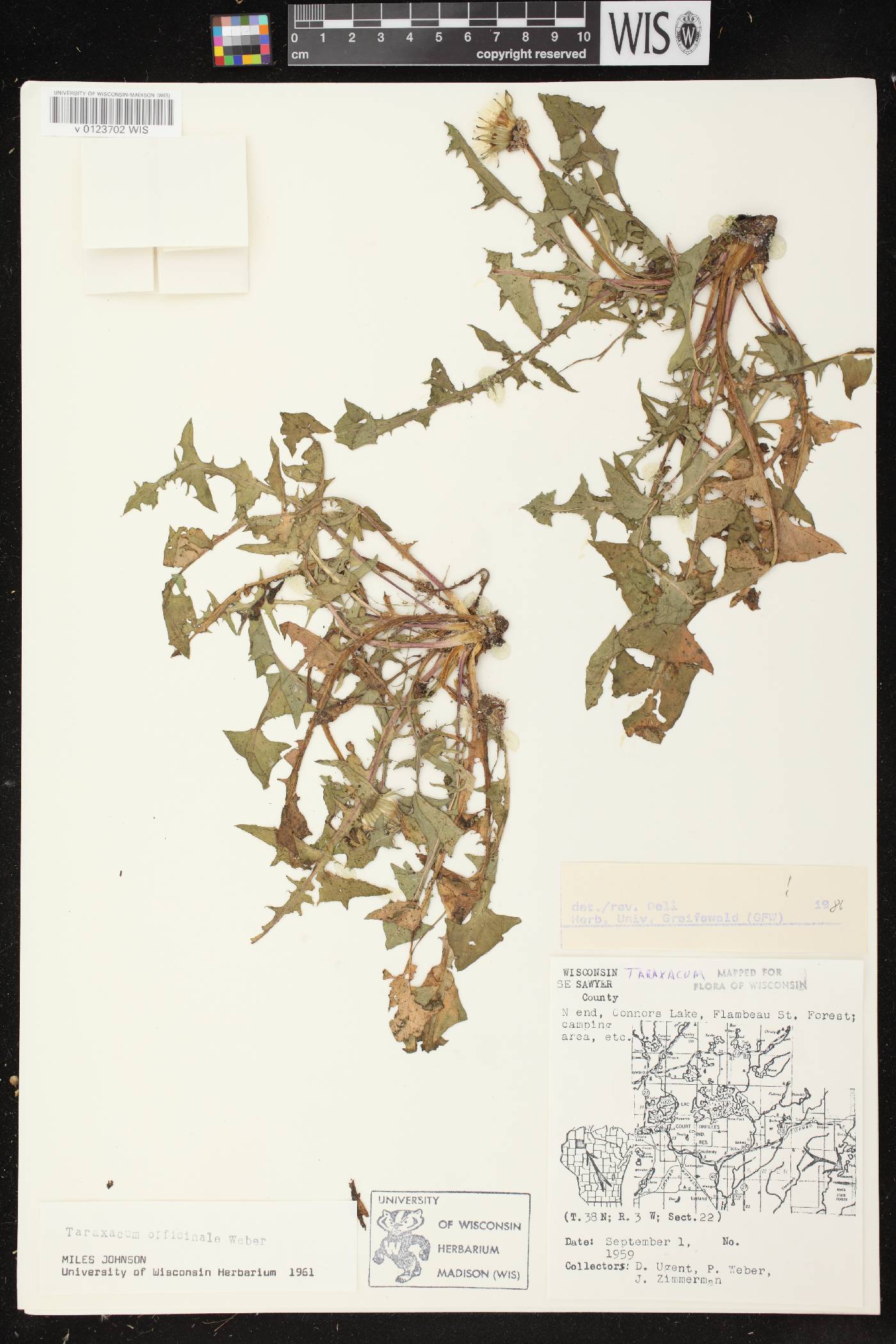 Taraxacum officinale image