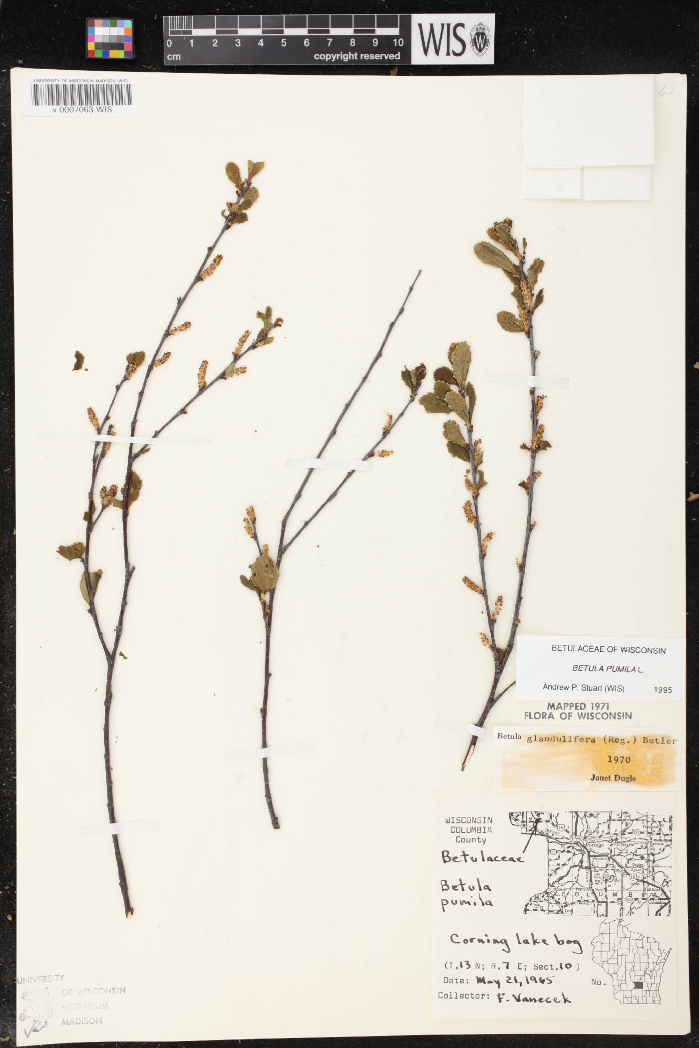 Betula pumila image