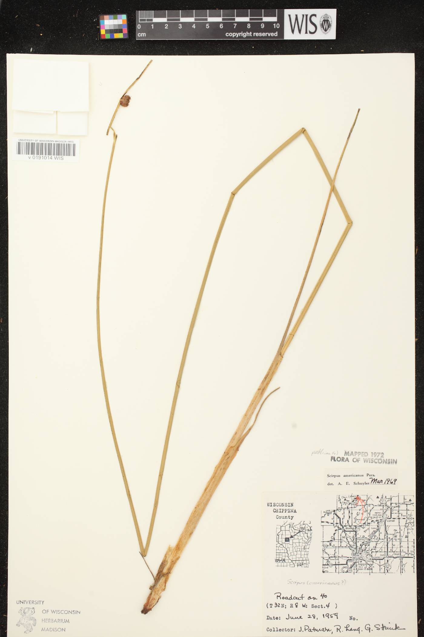 Schoenoplectus pungens image
