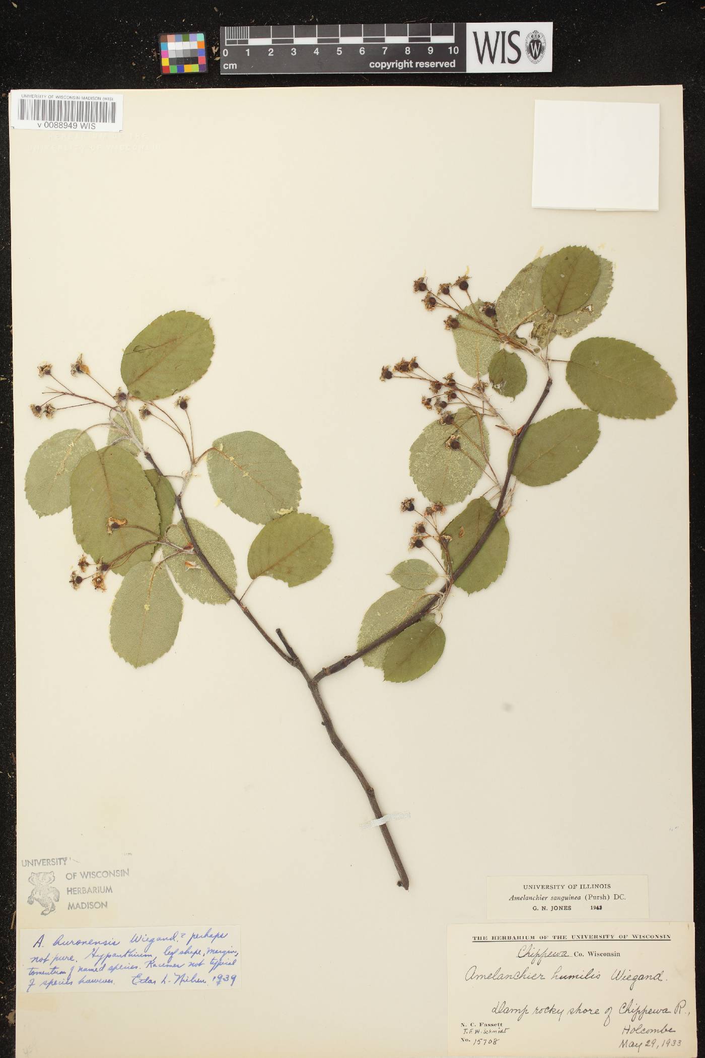 Amelanchier sanguinea image