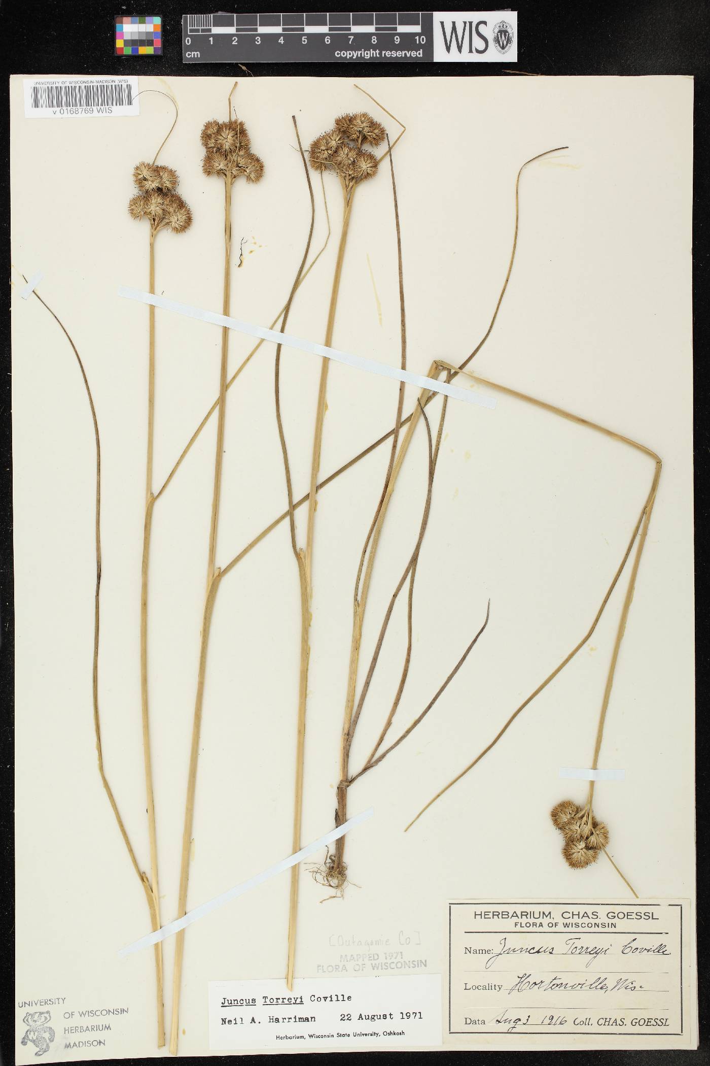 Juncus torreyi image