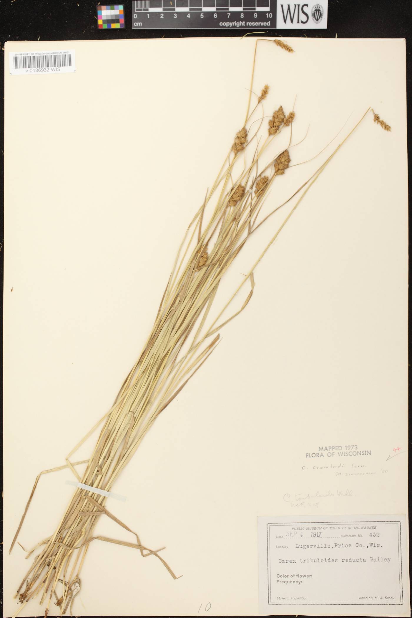 Carex crawfordii image
