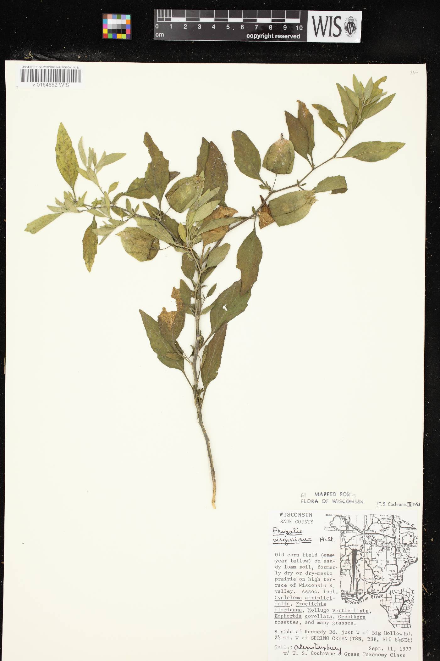 Physalis virginiana image