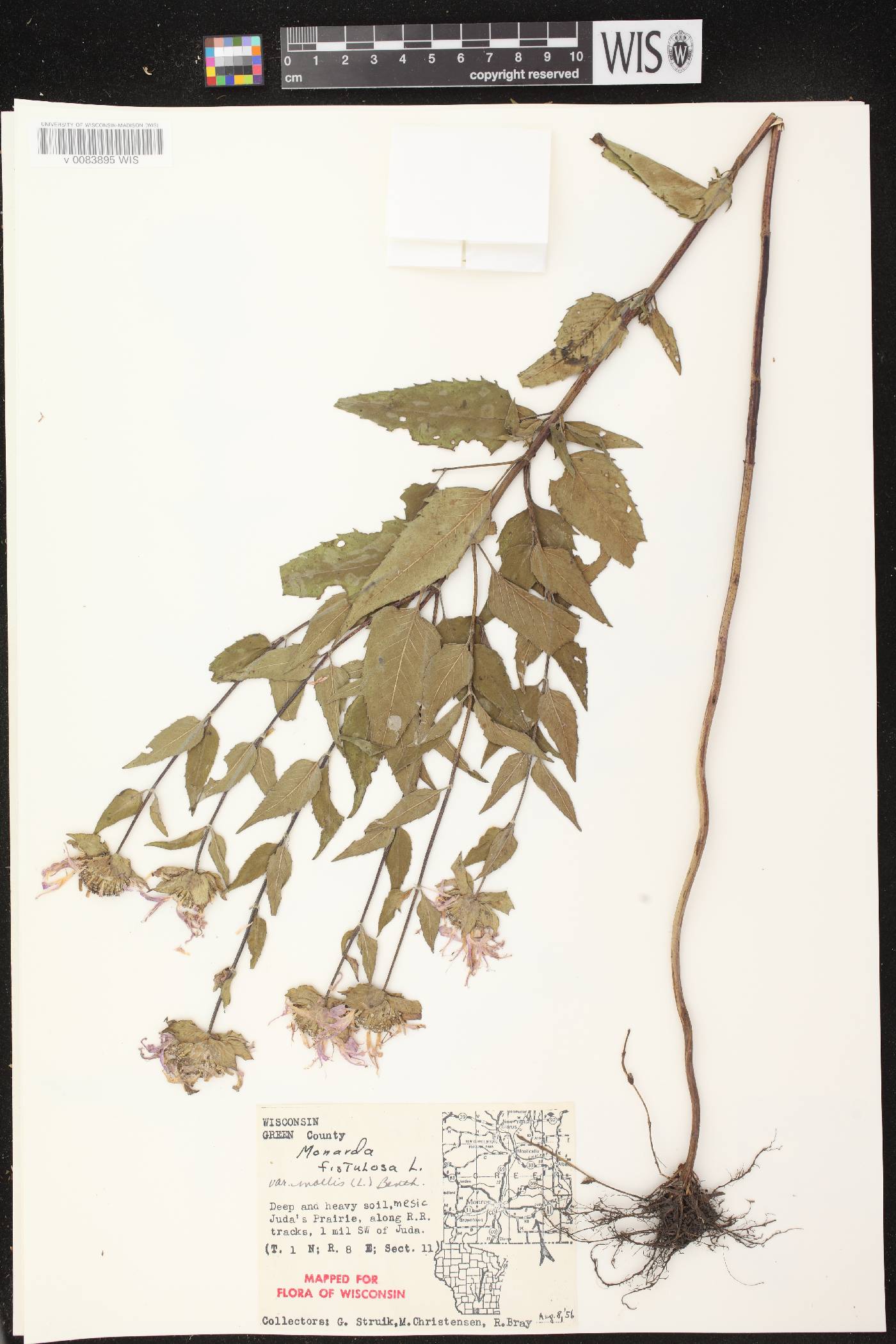 Monarda fistulosa subsp. fistulosa image