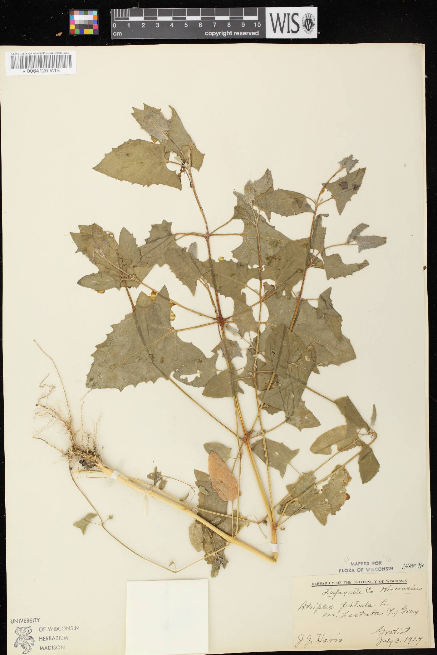 Atriplex prostrata image