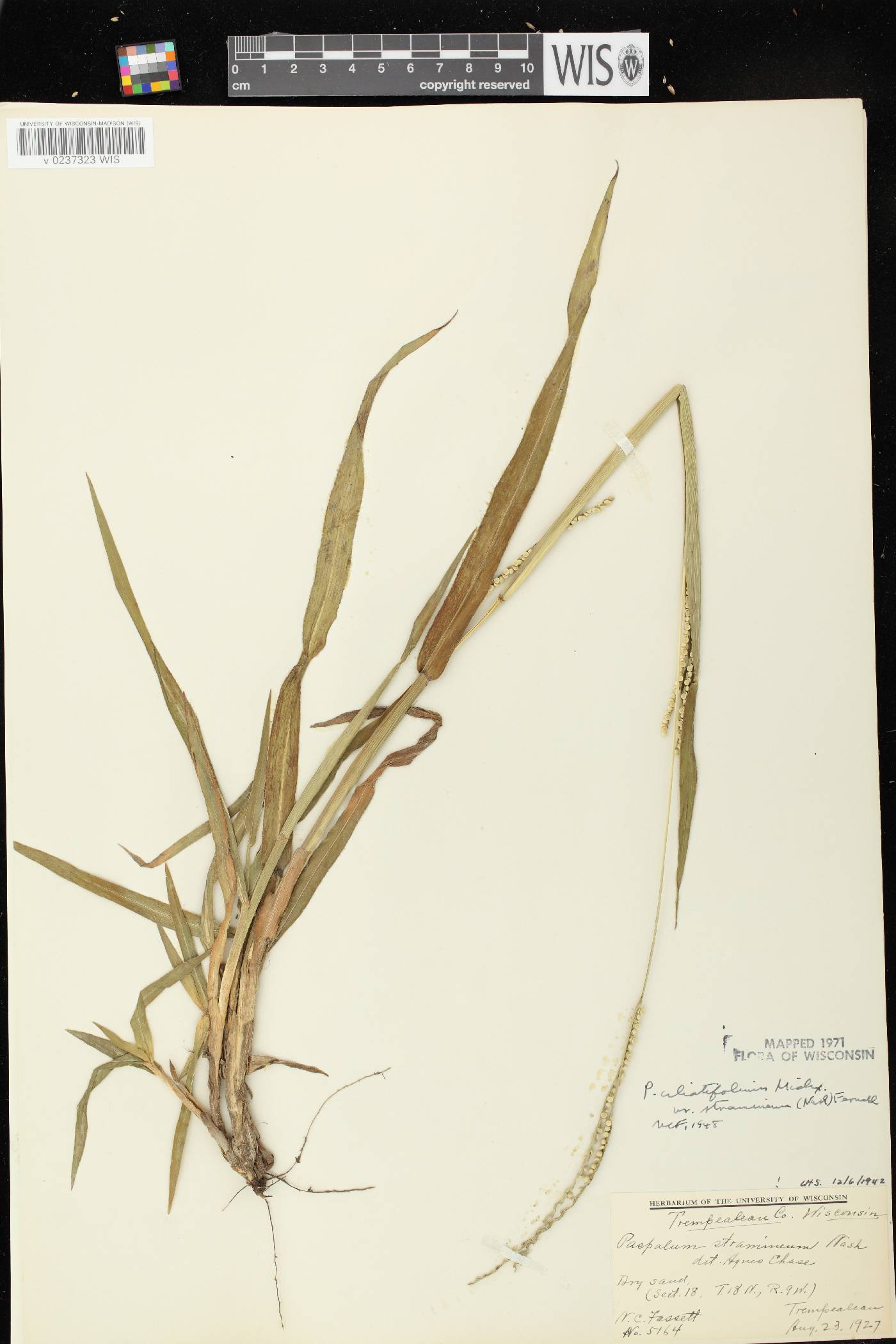 Paspalum setaceum var. stramineum image