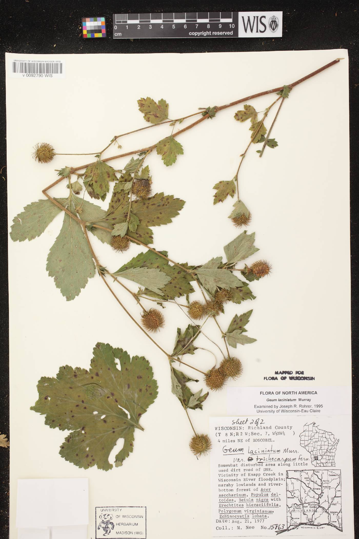 Geum laciniatum image