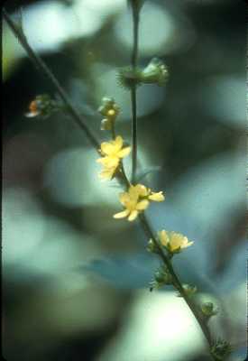 Agrimonia pubescens image