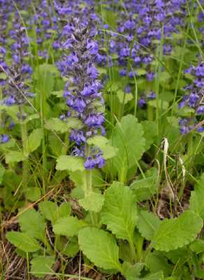 Ajuga genevensis image