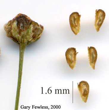 Alisma subcordatum image
