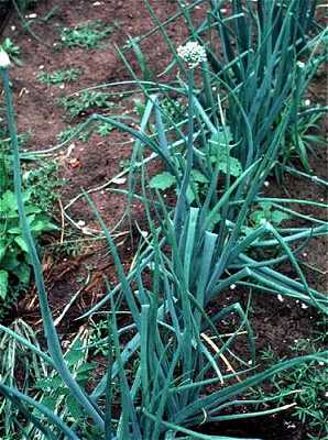 Allium cepa image