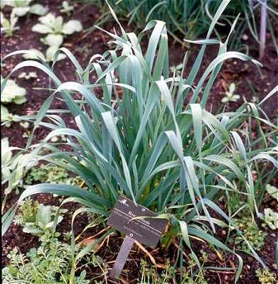 Allium image