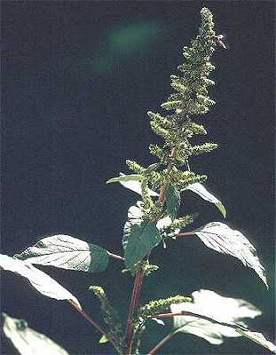 Amaranthus image
