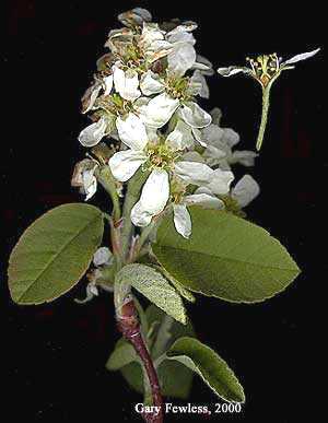 Amelanchier spicata image