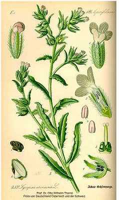 Anchusa arvensis image