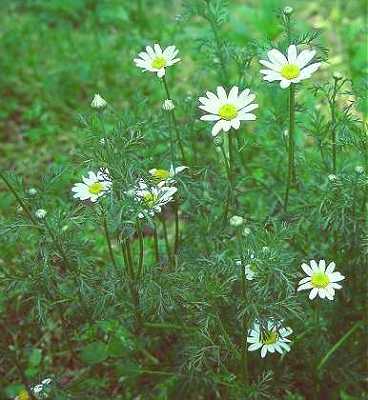 Anthemis arvensis image