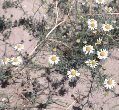 Anthemis cotula image