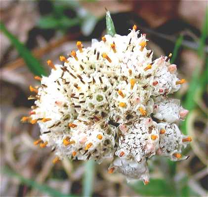 Antennaria image