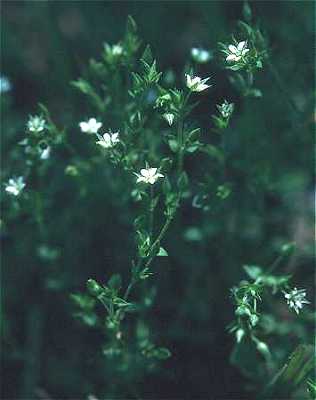 Arenaria serpyllifolia image