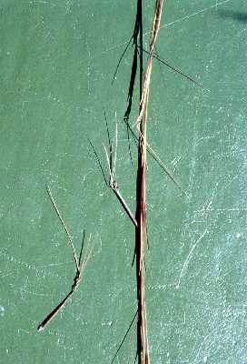 Aristida image