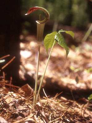Arisaema triphyllum image