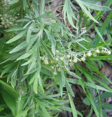 Artemisia absinthium image