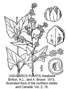 Atriplex prostrata image