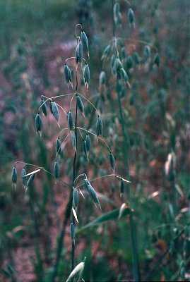 Avena sativa image