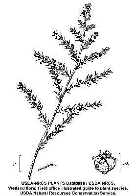 Bassia hyssopifolia image