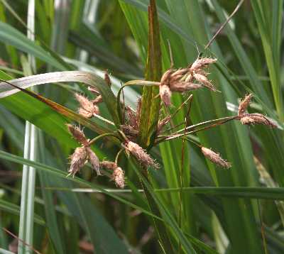 Bolboschoenus fluviatilis image