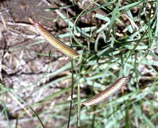 Bouteloua gracilis image
