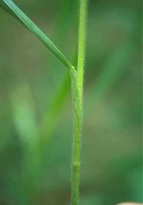 Bromus pubescens image