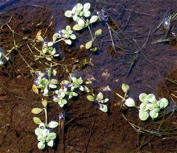Callitriche palustris image