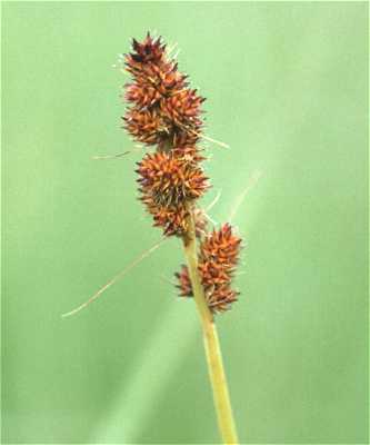 Carex annectens image