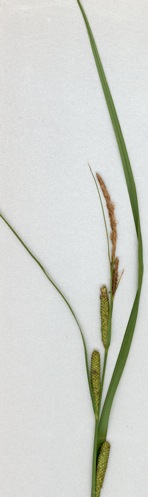 Carex aquatilis image