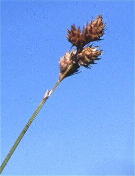 Carex brevior image
