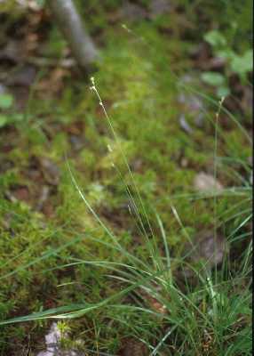Carex brunnescens image