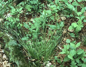 Carex communis image