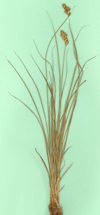 Carex foenea image