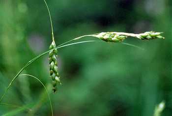 Carex formosa image