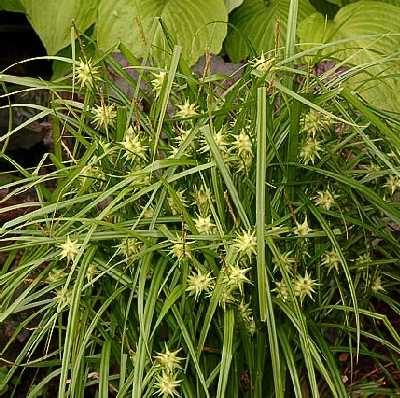 Carex grayi image