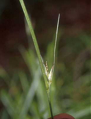 Carex jamesii image