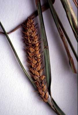 Carex laeviconica image