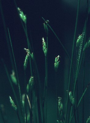 Carex leptalea subsp. leptalea image