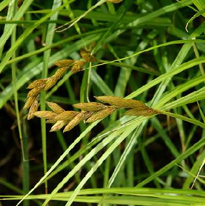 Carex muskingumensis image