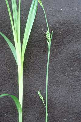 Carex ormostachya image