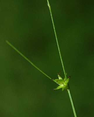 Carex radiata image