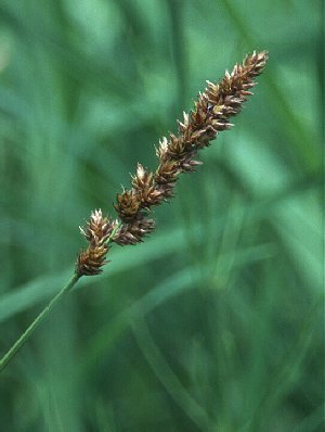 Carex sartwellii image