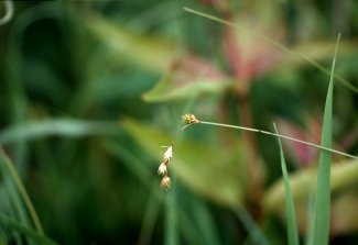 Carex tenera image